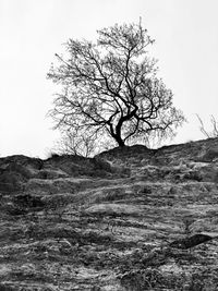 Bare tree on landscape against clear sky