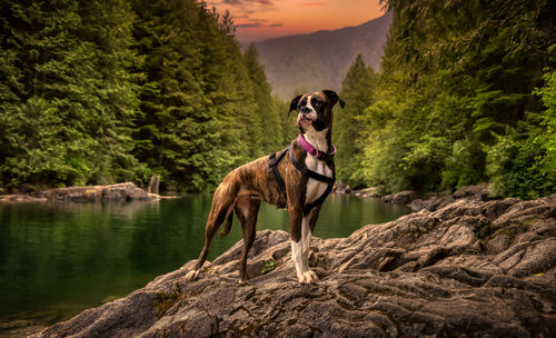 Dog standing on rock