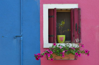 Window box and potted plant on pink wall