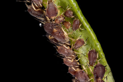 Close-up of insect over black background