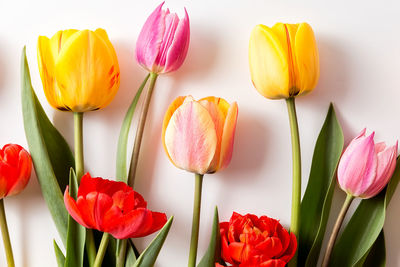 A bouquet of tulips of different colors on a white background. 