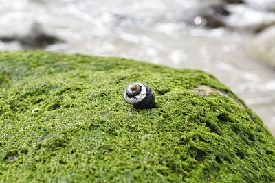 Close-up of snail on rock