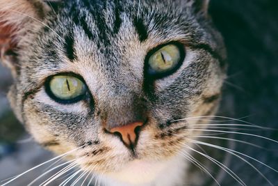 Close-up portrait of a cat