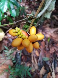 Close-up of fruits growing on tree