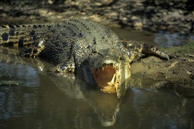 High angle view of crocodile in river