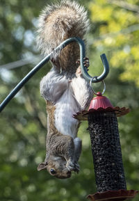 Close-up of a monkey