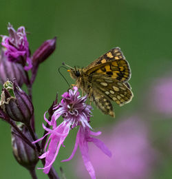 Close-up of butterfly on purple flower