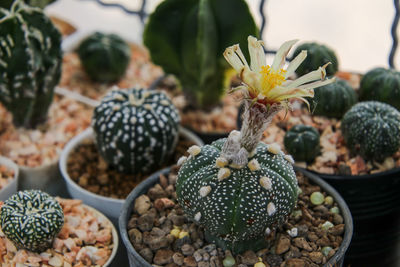 Close-up of succulent plant