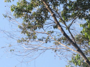 Low angle view of tree against sky