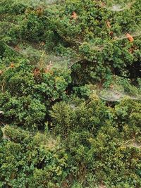 High angle view of trees growing on field