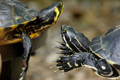 Close-up of a turtle