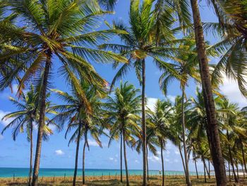 Palm trees on beach