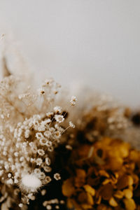 Close-up of snow on plant