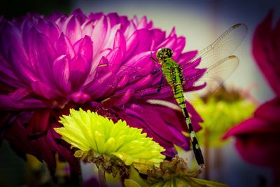 Close-up of yellow flower