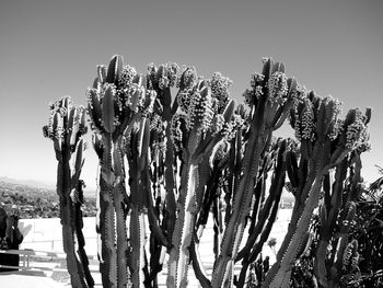 Low angle view of fresh cactus against clear sky