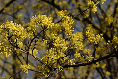 Close-up of yellow flower tree