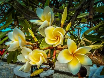 Close-up of yellow flowers blooming outdoors