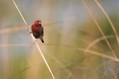 Beautiful bird red avadavat on perch 