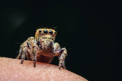 Spiders with multiple eyes dodge randomly camouflaging the prey that looks interesting  macro image.