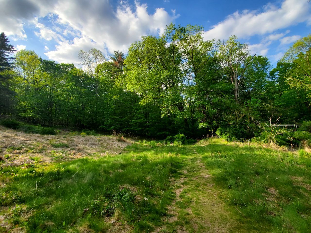 plant, tree, sky, nature, cloud, meadow, beauty in nature, grass, green, land, environment, landscape, woodland, scenics - nature, tranquility, forest, no people, natural environment, rural area, growth, tranquil scene, sunlight, leaf, non-urban scene, field, hill, summer, outdoors, day, flower, blue, footpath, autumn, foliage, travel, idyllic, lush foliage, travel destinations, plain, wilderness