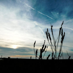 Silhouette plants on field against sky during sunset