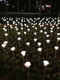 Close-up of white flowering plants on field