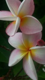 Close-up of flower blooming