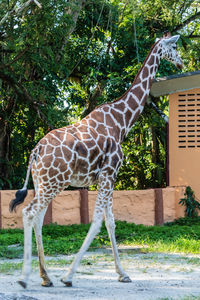 Side view of giraffe standing in zoo