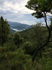 Trees and plants growing on land against sky