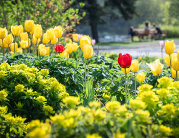 Blurred man in background proposing woman in park surrounded by flowers, tulips in foreground