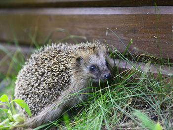 Close-up of a hedgehog on yard