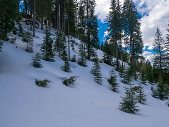 Snow covered pine trees in forest against sky