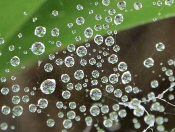 Close-up of water drops on spider web