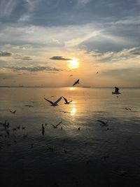 Silhouette birds flying over sea against sky during sunset