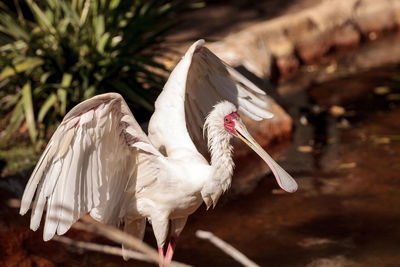 African spoonbill called platalea alba is found in gambia and sudan