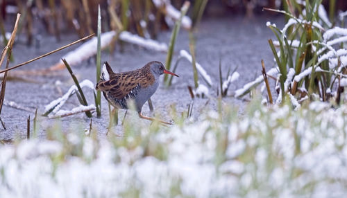 Close-up of water rail bird perching on frozen lake by plant