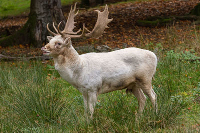 Side view of deer standing on field