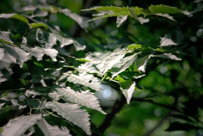 Close-up of snow on tree