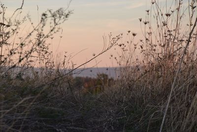 Close-up of grass on land against sky during sunset