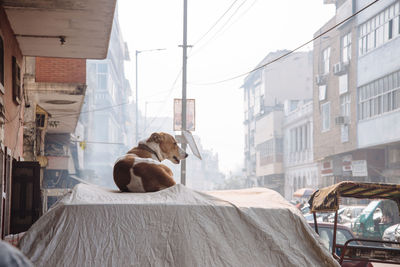 View of a dog on the wall