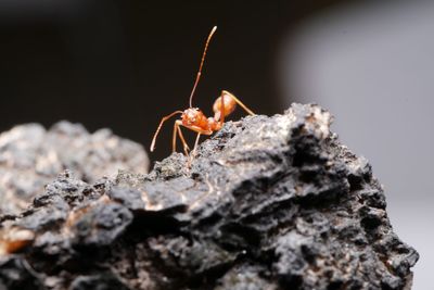 Close-up of insect on rock