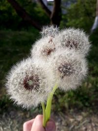 Close-up of hand holding dandelion