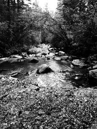 Scenic view of forest against sky
