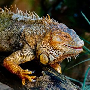 Close-up of a lizard