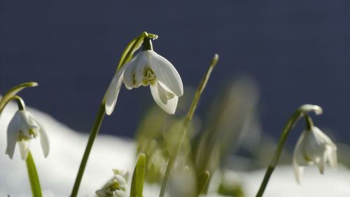 Close-up of white flower blooming outdoors