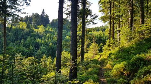 Pine trees in forest against sky