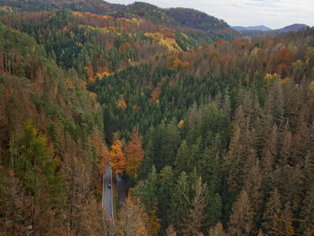 High angle view of trees in forest during autumn