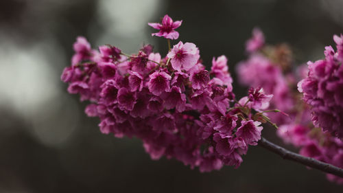 Close-up of pink flowers blooming outdoors