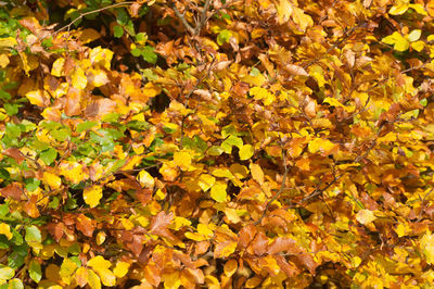 Close-up of yellow maple leaves during autumn