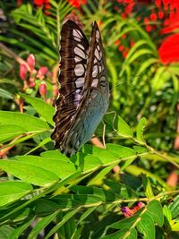 Close-up of butterfly on leaf